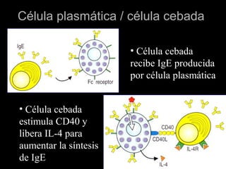 Célula plasmática / célula cebada

                       • Célula cebada
                       recibe IgE producida
                       por célula plasmática


• Célula cebada
estimula CD40 y
libera IL-4 para
aumentar la síntesis
de IgE
 