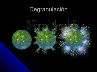 Degranulación
 