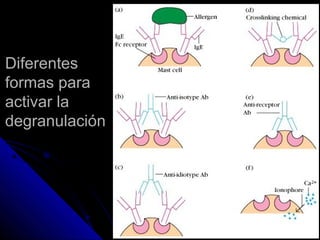 Diferentes
formas para
activar la
degranulación
 