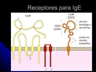 Receptores para IgE
 
