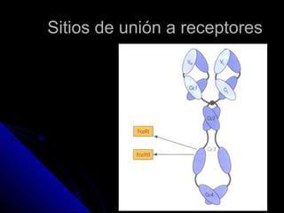 Sitios de unión a receptores
 