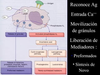 Reconoce Ag
Entrada Ca++
Movilización
de gránulos
Liberación de
Mediadores :
• Preformados
 • Síntesis de
     Novo
 