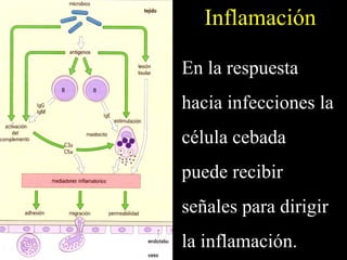 Inflamación

En la respuesta
hacia infecciones la
célula cebada
puede recibir
señales para dirigir
la inflamación.
 