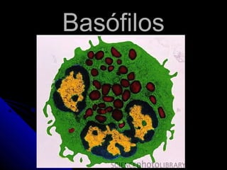 Basófilos
 
