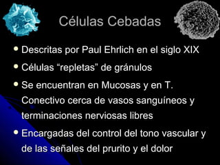 Células Cebadas
 Descritas   por Paul Ehrlich en el siglo XIX
 Células   “repletas” de gránulos
 Se   encuentran en Mucosas y en T.
 Conectivo cerca de vasos sanguíneos y
 terminaciones nerviosas libres
 Encargadas    del control del tono vascular y
 de las señales del prurito y el dolor
 