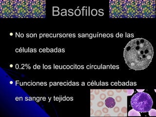 Basófilos
 No   son precursores sanguíneos de las

 células cebadas

 0.2%   de los leucocitos circulantes

 Funciones   parecidas a células cebadas

 en sangre y tejidos
 