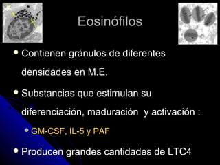Eosinófilos

 Contienen   gránulos de diferentes
 densidades en M.E.
 Substancias   que estimulan su
 diferenciación, maduración y activación :
   GM-CSF,   IL-5 y PAF

 Producen   grandes cantidades de LTC4
 