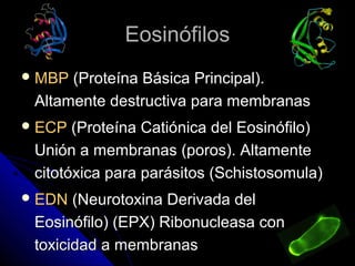 Eosinófilos
 MBP (Proteína Básica Principal).
 Altamente destructiva para membranas
 ECP  (Proteína Catiónica del Eosinófilo)
 Unión a membranas (poros). Altamente
 citotóxica para parásitos (Schistosomula)
 EDN  (Neurotoxina Derivada del
 Eosinófilo) (EPX) Ribonucleasa con
 toxicidad a membranas
 