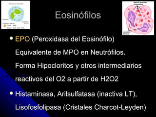 Eosinófilos

 EPO   (Peroxidasa del Eosinófilo)
 Equivalente de MPO en Neutrófilos.
 Forma Hipocloritos y otros intermediarios
 reactivos del O2 a partir de H2O2
 Histaminasa,   Arilsulfatasa (inactiva LT),
 Lisofosfolipasa (Cristales Charcot-Leyden)
 