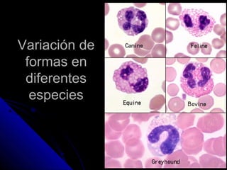 Variación de
 formas en
 diferentes
  especies
 