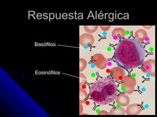 Respuesta Alérgica

 Basófilos




 Eosinófilos
 