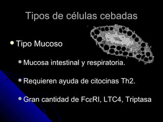 Tipos de células cebadas

Tipo   Mucoso

 Mucosa   intestinal y respiratoria.

 Requieren   ayuda de citocinas Th2.

 Gran   cantidad de FcεRI, LTC4, Triptasa
 