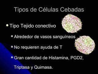 Tipos de Células Cebadas

Tipo   Tejido conectivo

 Alrededor   de vasos sanguíneos

 No    requieren ayuda de T

 Gran    cantidad de Histamina, PGD2,

  Triptasa y Quimasa.
 