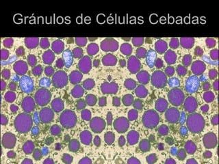 Gránulos de Células Cebadas
 