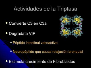 Actividades de la Triptasa

 Convierte   C3 en C3a

 Degrada     a VIP

   Péptido   intestinal vasoactivo

   Neuropéptido    que causa relajación bronquial

 Estimula    crecimiento de Fibroblastos
 