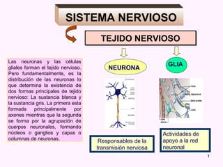 SISTEMA NERVIOSO
                                      TEJIDO NERVIOSO

Las neuronas y las células
                                                              GLIA
gliales forman el tejido nervioso.       NEURONA
Pero fundamentalmente, es la
distribución de las neuronas lo
que determina la existencia de
dos formas principales de tejido
nervioso: La sustancia blanca y
la sustancia gris. La primera esta
formada     principalmente     por
axones mientras que la segunda
se forma por la agrupación de
cuerpos neuronales, formando
núcleos o ganglios y capas o                                Actividades de
columnas de neuronas.                                       apoyo a la red
                                      Responsables de la
                                     transmisión nerviosa   neuronal
                                                                             1
 