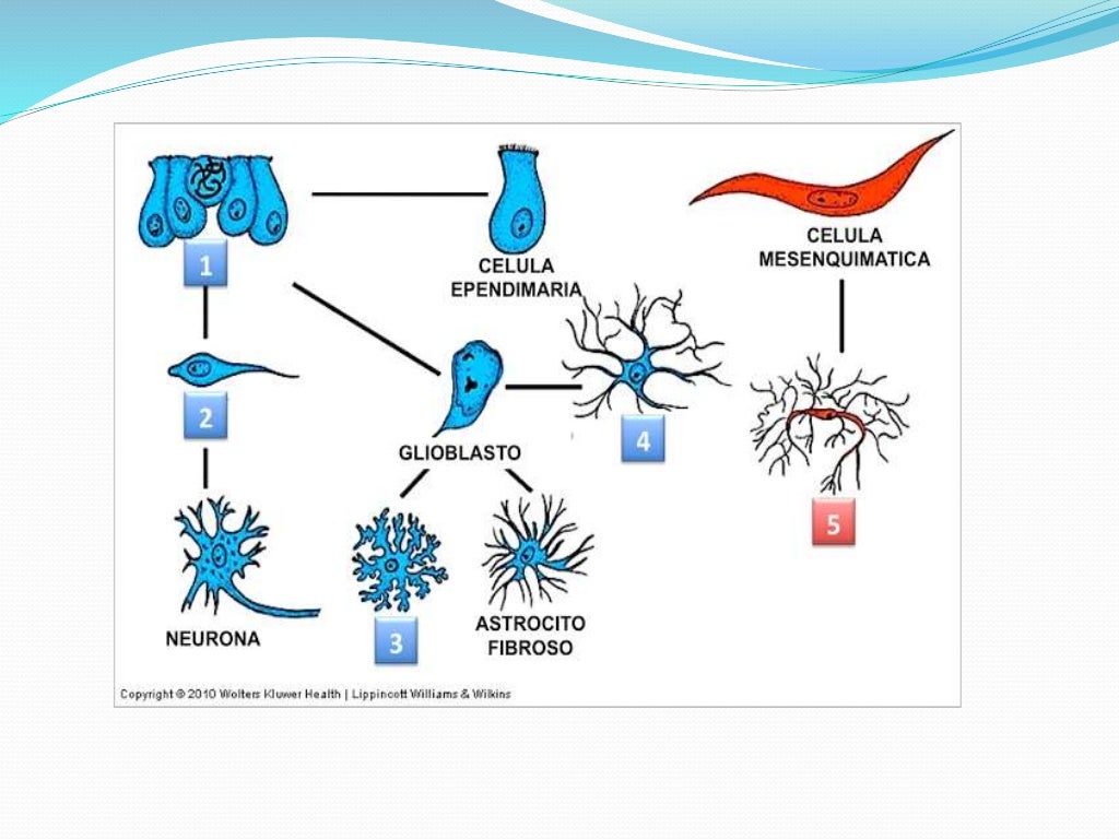 Células de la cresta neural