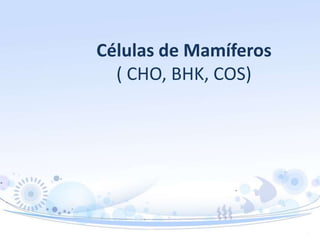 Células de Mamíferos
( CHO, BHK, COS)
 