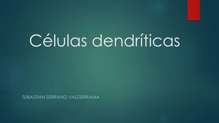 Células dendríticas
SEBASTIAN SERRANO VALDERRAMA
 