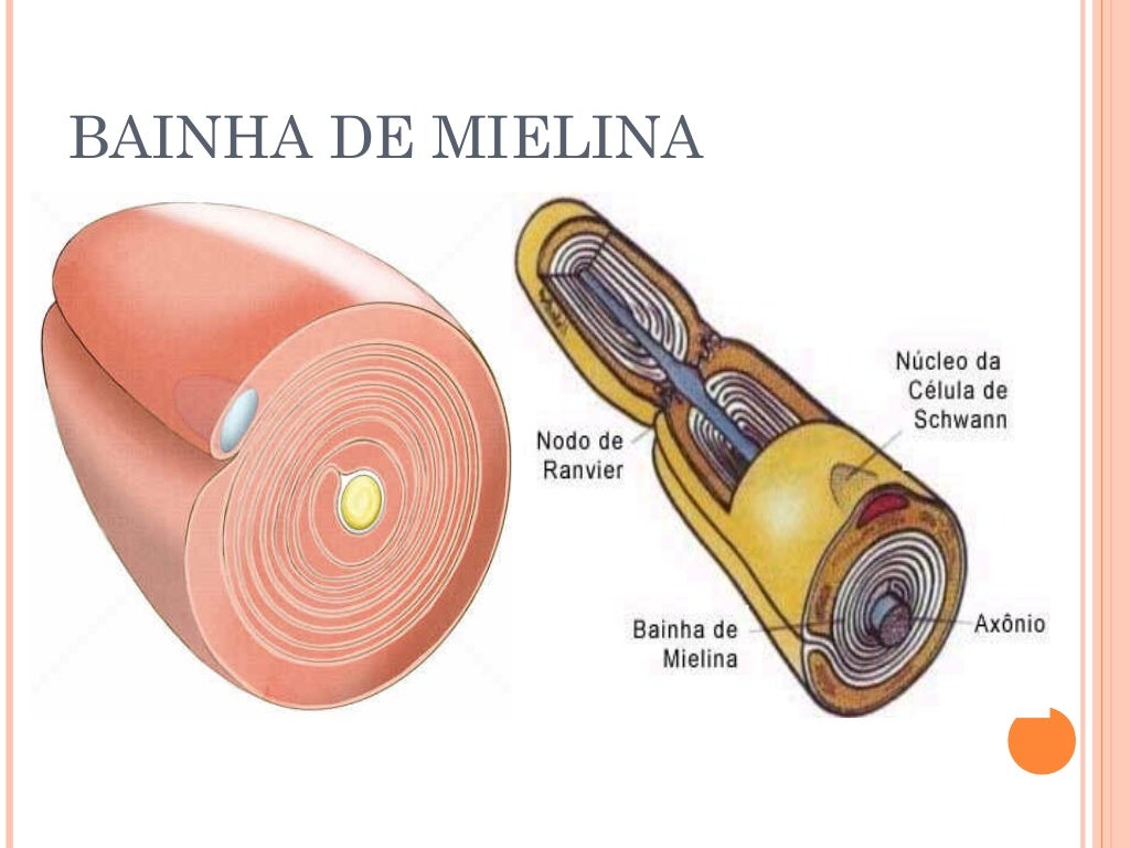 Células de schwann Células de schwann