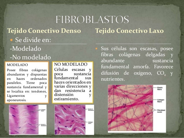 Células de sostén