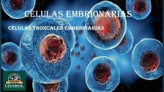 Células embrionarias
 