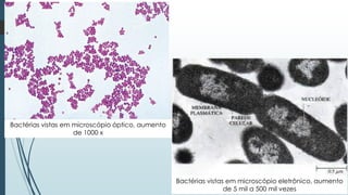 Bactérias vistas em microscópio óptico, aumento
de 1000 x
Bactérias vistas em microscópio eletrônico, aumento
de 5 mil a 500 mil vezes
 