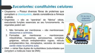 Eucariontes: constituintes celulares
▪ Citoplasma → Possui diversas fibras de proteínas que
compõem o citoesqueleto, dando consistência e firmeza
à célula.
▪ Organelas → são as “operárias” da “fábrica” célula,
executando funções essenciais ao seu funcionamento. As
organelas podem ser:
1. Não formadas por membranas – não membranosas:
ribossomos e centríolos.
2. Formadas por membranas – membranosas:
mitocôndrias, lisossomos, peroxissomos, complexo
golgiense, retículo endoplasmático rugoso, retículo
endoplasmático liso, cloroplastos, vacúolos de reserva
(serão vistas na próxima aula).
▪ DNA → várias fitas duplas de nucleotídeos (subunidades que
compõem a molécula maior de DNA)
Oi, eu sou a
organela
ribossomo!
 