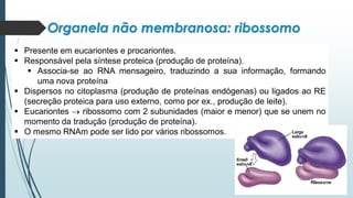 Organela não membranosa: ribossomo
▪ Presente em eucariontes e procariontes.
▪ Responsável pela síntese proteica (produção de proteína).
▪ Associa-se ao RNA mensageiro, traduzindo a sua informação, formando
uma nova proteína
▪ Dispersos no citoplasma (produção de proteínas endógenas) ou ligados ao RE
(secreção proteica para uso externo, como por ex., produção de leite).
▪ Eucariontes → ribossomo com 2 subunidades (maior e menor) que se unem no
momento da tradução (produção de proteína).
▪ O mesmo RNAm pode ser lido por vários ribossomos.
 