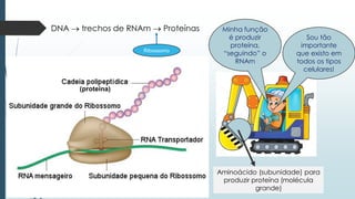 Minha função
é produzir
proteína,
“seguindo” o
RNAm
Aminoácido (subunidade) para
produzir proteína (molécula
grande)
Sou tão
importante
que existo em
todos os tipos
celulares!
DNA → trechos de RNAm → Proteínas
(proteína)
Ribossomo
 