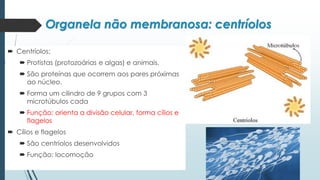 Organela não membranosa: centríolos
 Centríolos:
 Protistas (protozoárias e algas) e animais.
 São proteínas que ocorrem aos pares próximas
ao núcleo.
 Forma um cilindro de 9 grupos com 3
microtúbulos cada
 Função: orienta a divisão celular, forma cílios e
flagelos
 Cílios e flagelos
 São centríolos desenvolvidos
 Função: locomoção
 