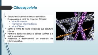 Citoesqueleto
• Estrutura exclusiva das células eucariotas.
• É organizada a partir de proteínas fibrosas:
• Microfilamentos
• Filamentos intermediários
• Microtúbulos
• Define a forma da célula e organiza sua estrutura
interna;
• Permite a adesão da célula a células vizinhas e à
matriz extracelular;
• Possibilita o deslocamento de materiais no
interior da célula.
 