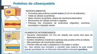 FILAMENTOS INTERMEDIÁRIOS
• Tamanho intermediário (10 nm) em relação aos outros dois tipos de
filamentos proteicos.
• Confere resistência mecânica e participa das junções entre as células.
• Não participam de movimentos celulares.
• Formam rede por todo o citoplasma e circundam o núcleo.
Ex.: Nas células que revestem a camada mais externa da pele existe
grande quantidade de um filamento intermediário chamado queratina.
MICROFILAMENTOS
• Formados pela proteína contrátil actina (3 a 6 nm de diâmetro);
• Todas as células eucarióticas;
• Maior número na periferia, abaixo da membrana plasmática;
• Movimentos em células animais e vegetais
• Participa dos processos de endocitose (digestão), exocitose
(excreção) e migração celular.
Proteínas do citoesqueleto
 