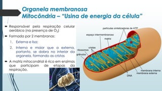 Organela membranosa
Mitocôndria – “Usina de energia da célula”
 Responsável pela respiração celular
aeróbica (na presença de O2)
 Formada por 2 membranas:
1. Externa e lisa;
2. Interna e maior que a externa,
portanto, se dobra no interior da
organela, formando as cristas
 A matriz mitocondrial é rica em enzimas
que participam de etapas da
respiração.
 
