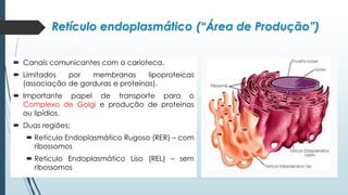 Retículo endoplasmático (“Área de Produção”)
 Canais comunicantes com a carioteca.
 Limitados por membranas lipoproteicas
(associação de gorduras e proteínas).
 Importante papel de transporte para o
Complexo de Golgi e produção de proteínas
ou lipídios.
 Duas regiões:
 Retículo Endoplasmático Rugoso (RER) – com
ribossomos
 Retículo Endoplasmático Liso (REL) – sem
ribossomos
 