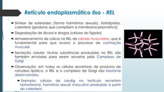  Síntese de esteroides (forma hormônios sexuais), fosfolipídios,
colesterol (gorduras que compõem a membrana plasmática)
 Degradação de álcool e drogas (células do fígado)
 Armazenamento de cálcio no REL de células musculares, que é
fundamental para que ocorra o processo de contração
muscular.
 Secreção celular: Muitas substâncias produzidas no REL são
também enviadas para serem secretas pelo Complexo de
Golgi
 Observação: em todas as células secretoras de produtos de
natureza lipídica, o REL e o complexo de Golgi são bastante
desenvolvidos.
 Exemplo: células de Leydig no testículo secretam
testosterona, hormônio sexual masculino produzido a partir
do colesterol.
Retículo endoplasmático liso - REL
 