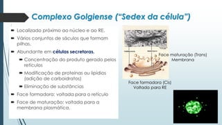 Complexo Golgiense (“Sedex da célula”)
 Localizado próximo ao núcleo e ao RE.
 Vários conjuntos de sáculos que formam
pilhas.
 Abundante em células secretoras.
 Concentração do produto gerado pelos
retículos
 Modificação de proteínas ou lipídios
(adição de carboidratos)
 Eliminação de substâncias
 Face formadora: voltada para o retículo
 Face de maturação: voltada para a
membrana plasmática.
Face formadora (Cis)
Voltada para RE
Face maturação (Trans)
Membrana
 