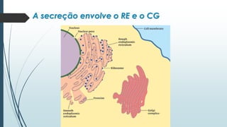 A secreção envolve o RE e o CG
 