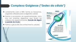 Complexo Golgiense (“Sedex da célula”)
 Juntamente com o RER, forma os lisossomos,
organela utilizada para a digestão celular;
 Forma o acrossomo do espermatozoide, saco
rico em enzimas digestivas que ficam na
cabeça do espermatozoide (função de digerir
a parede do óvulo);
 Forma o glicocálix (reconhecimento celular);
 