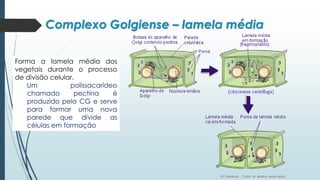 Complexo Golgiense – lamela média
Forma a lamela média dos
vegetais durante o processo
de divisão celular.
Um polissacarídeo
chamado pectina é
produzido pelo CG e serve
para formar uma nova
parede que divide as
células em formação
 