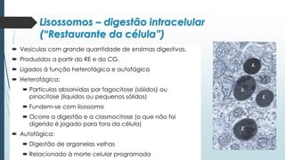  Vesículas com grande quantidade de enzimas digestivas.
 Produzidos a partir do RE e do CG.
 Ligados à função heterofágica e autofágica
 Heterofágica:
 Partículas absorvidas por fagocitose (sólidos) ou
pinocitose (líquidos ou pequenos sólidos)
 Fundem-se com lisossomo
 Ocorre a digestão e a clasmocitose (o que não foi
digerido é jogado para fora da célula)
 Autofágica:
 Digestão de organelas velhas
 Relacionado à morte celular programada
Lisossomos – digestão intracelular
(“Restaurante da célula”)
 