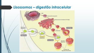 Lisossomos – digestão intracelular
 