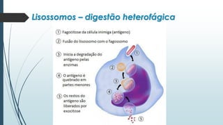 Lisossomos – digestão heterofágica
 