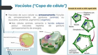 Vacúolos (“Copa da célula”)
 Vacúolos de suco celular ou armazenamento: Função
de armazenamento de gorduras (animais) ou
açúcares, proteínas, pigmentos (vegetais);
 Nas células animais, somente o tecido adiposo
possui vacúolos repletos de gordura
(armazenamento de energia).
Adipócito com vacúolo de gordura
 