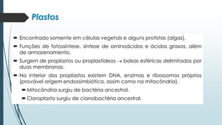 Plastos
 Encontrado somente em células vegetais e alguns protistas (algas).
 Funções de fotossíntese, síntese de aminoácidos e ácidos graxos, além
de armazenamento.
 Surgem de proplastos ou proplastídeos → bolsas esféricas delimitadas por
duas membranas.
 No interior dos proplastos existem DNA, enzimas e ribossomos próprios
(provável origem endossimbiótica, assim como na mitocôndria).
Mitocôndria surgiu de bactéria ancestral.
Cloroplasto surgiu de cianobactéria ancestral.
 