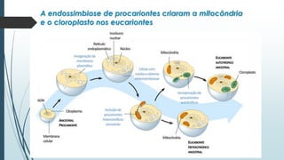 A endossimbiose de procariontes criaram a mitocôndria
e o cloroplasto nos eucariontes
 