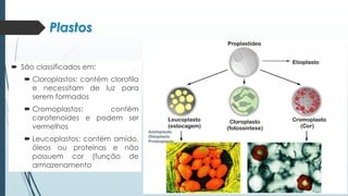 Plastos
 São classificados em:
 Cloroplastos: contém clorofila
e necessitam de luz para
serem formados
 Cromoplastos: contém
carotenoides e podem ser
vermelhos
 Leucoplastos: contém amido,
óleos ou proteínas e não
possuem cor (função de
armazenamento
 