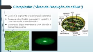 Cloroplastos (“Área de Produção da célula”)
 Contém o pigmento fotossintetizante clorofila
 Como a mitocôndria, sua origem também é
provavelmente endossimbiótica
 Evidências: dupla membrana, DNA circular e
ribossomos próprios
 