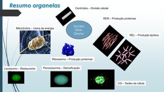 Núcleo
DNA-
Diretor
Mitocôndria – Usina de energia
RER – Produção proteínas
REL – Produção lipídios
CG – Sedex da célula
Peroxissomos – Detoxificação
Centríolos – Divisão celular
Ribossomo – Produção proteínas
Lisossomo – Restaurante
Resumo organelas
 