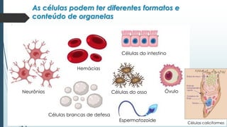 Neurônios
Hemácias
Células brancas de defesa
Células do intestino
Células do osso Óvulo
Espermatozoide
As células podem ter diferentes formatos e
conteúdo de organelas
Células caliciformes
 